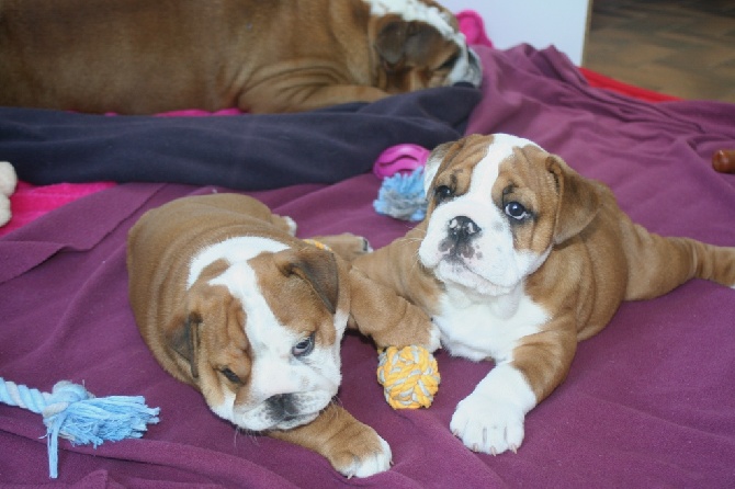 of red and white bulls - Chiots Disponibles