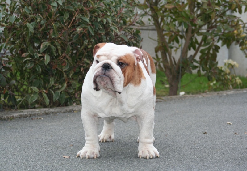 meljane bulldogs Captain Fachet