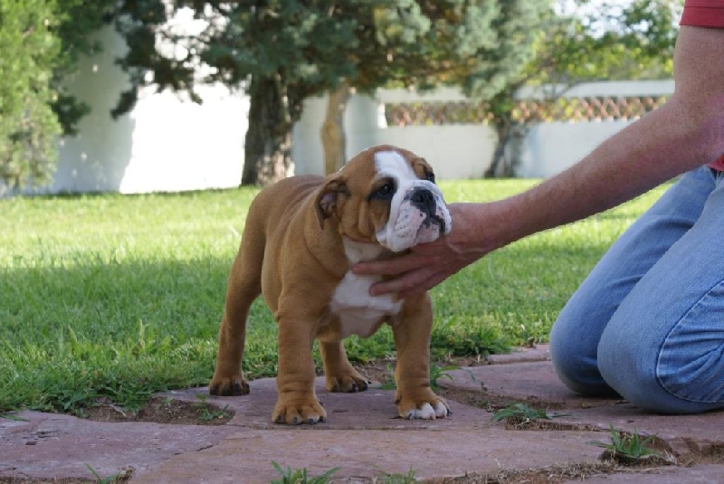 meljane bulldogs Secret journey