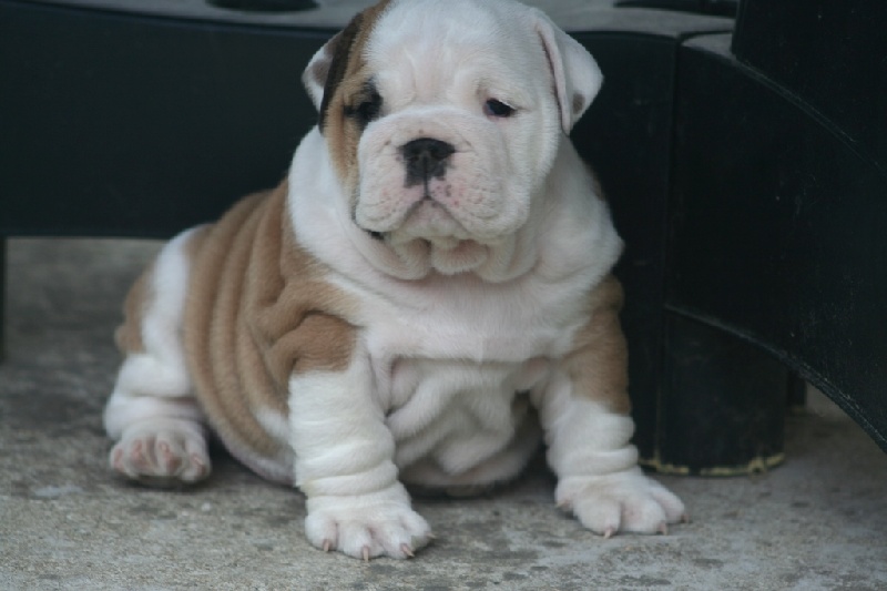 of red and white bulls - Bulldog Anglais - Portée née le 30/03/2010