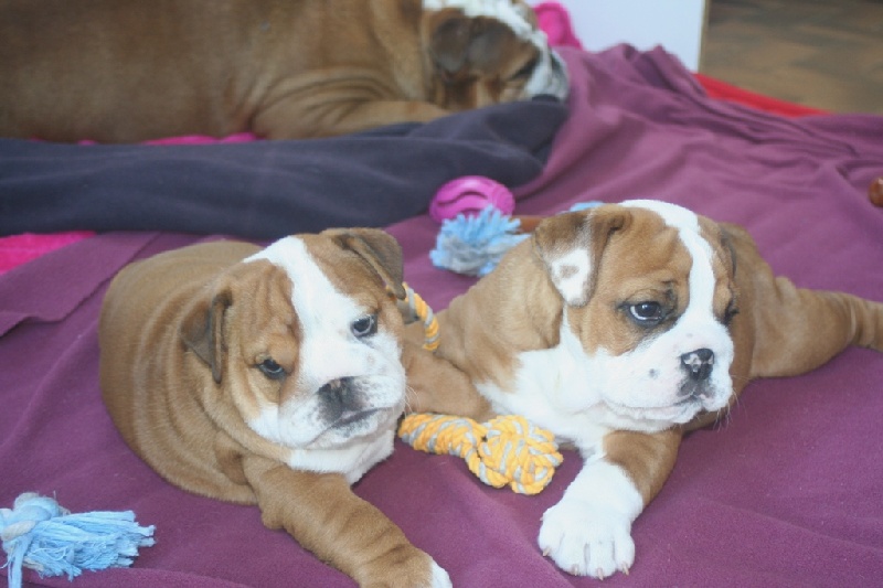 of red and white bulls - Bulldog Anglais - Portée née le 26/02/2014